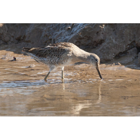 Long Billed Dowitcher Lincolnshire