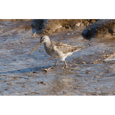 Long Billed Dowitcher Lincolnshire 1