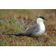 Long Tailed Skua Northumberland 7