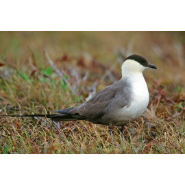 Long Tailed Skua Northumberland 7