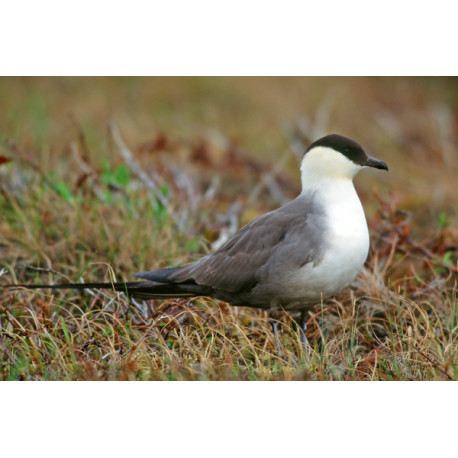 Long Tailed Skua Northumberland 7