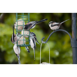 Long Tailed Tit Group