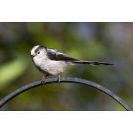 Long Tailed Tit on feeder