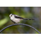 Long Tailed Tit on feeder