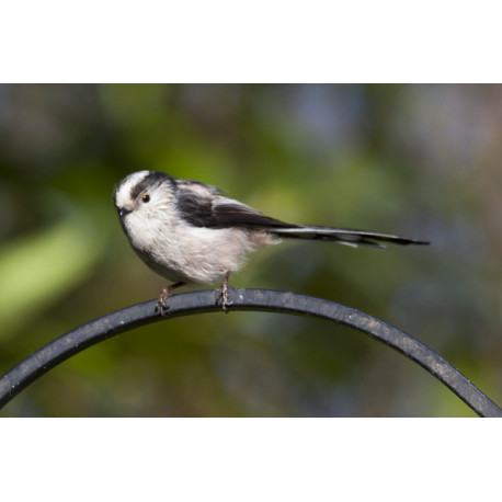 Long Tailed Tit on feeder