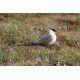 Long Tailed Skua Yukon