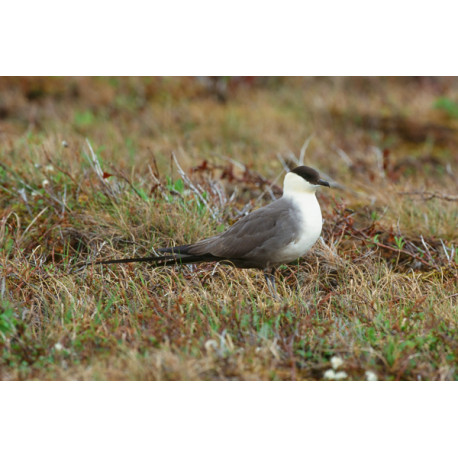 Long Tailed Skua Yukon