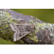 Lunar Underwing