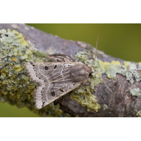 Lunar Underwing