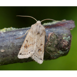 Lunar Underwing 1