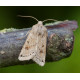 Lunar Underwing 1