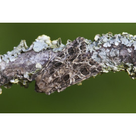 Lychnis Moth