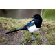 Magpie at Minsmere