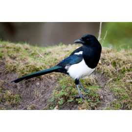 Magpie at Minsmere