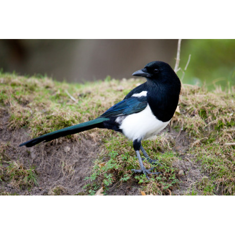 Magpie at Minsmere
