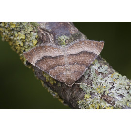 Mallow Moth