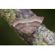 Mallow Moth