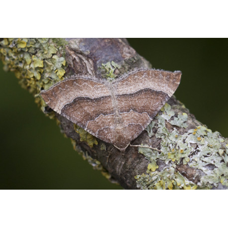 Mallow Moth
