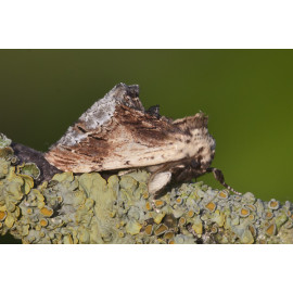 Maple Prominent Moth