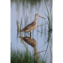 Marbled Godwit in Water