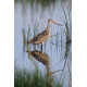 Marble Godwit in Water