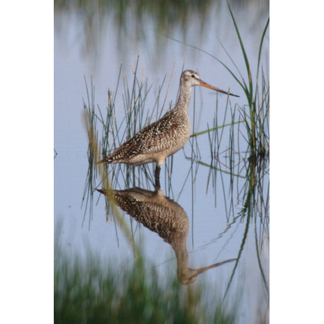 Marble Godwit in Water