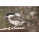 Marsh Tit Lynford