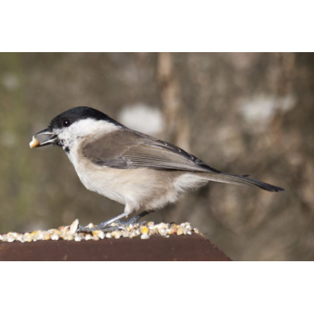 Marsh Tit Lynford