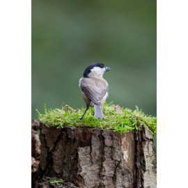 Marsh Tit on moss