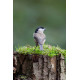 Marsh Tit on moss