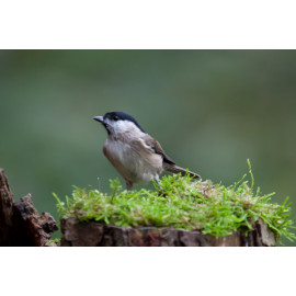 Marsh Tit on moss 1