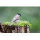 Marsh Tit on moss 2