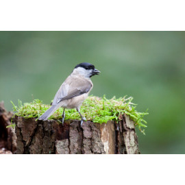 Marsh Tit on moss 2