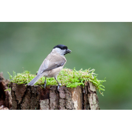 Marsh Tit on moss 2