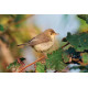 Melodious warbler Carn Gwavel