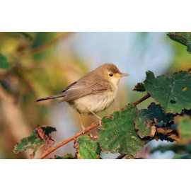 Melodious warbler Carn Gwavel