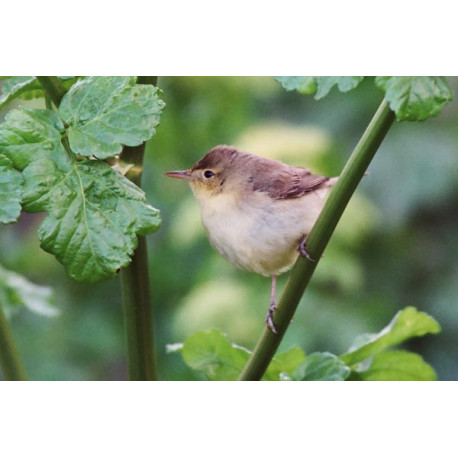 Melodious warbler Walton