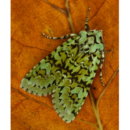 Merveille Du Jour Moth