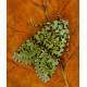 Merveille Du Jour Moth