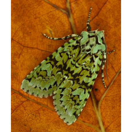 Merveille Du Jour Moth