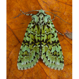 Merveille Du Jour Moth 1