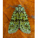 Merveille Du Jour Moth 1