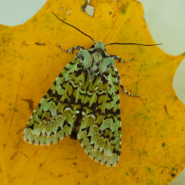 Merveille Du Jour Moth 2