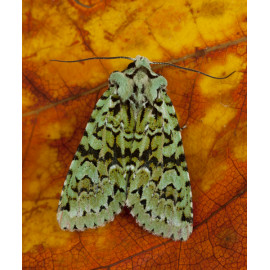 Merveille Du Jour Moth 3