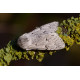 Miller Moth