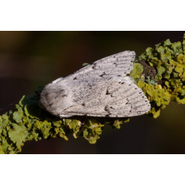 Miller Moth
