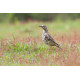 Mistle thrush Surrey