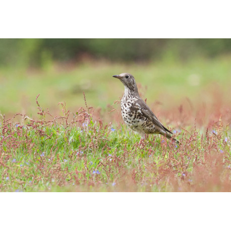 Mistle thrush Surrey