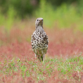 Mistle thrush Surrey 1