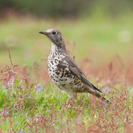 Mistle thrush Surrey 2